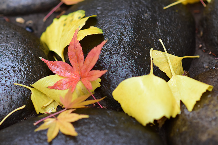 境内案内 代々木八幡宮